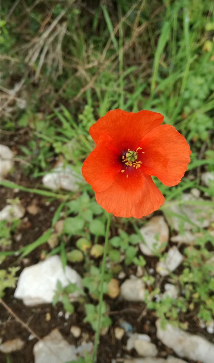 Papaver somniferum / poppy