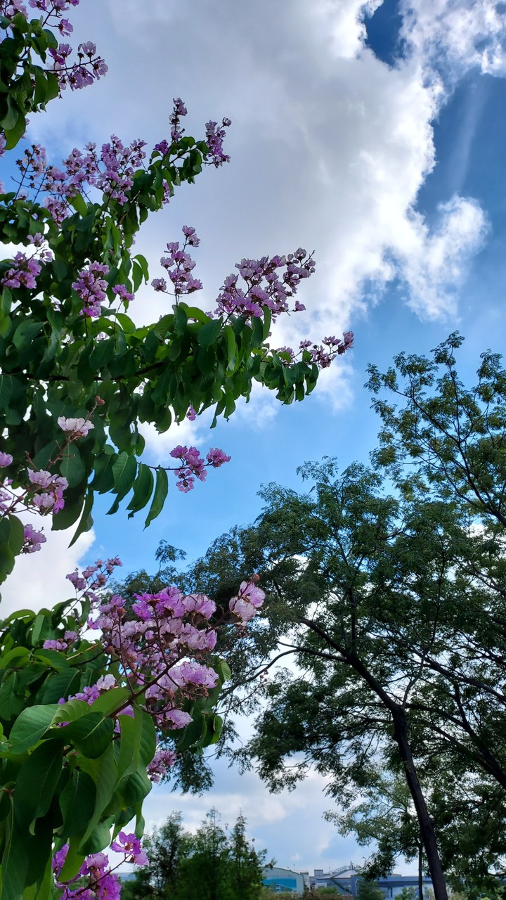 花團錦簇