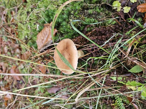 Fungus, Food, Produce