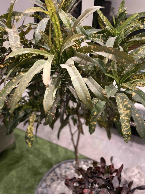 plantas