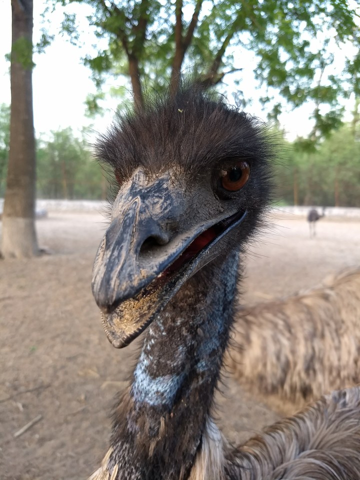 emu