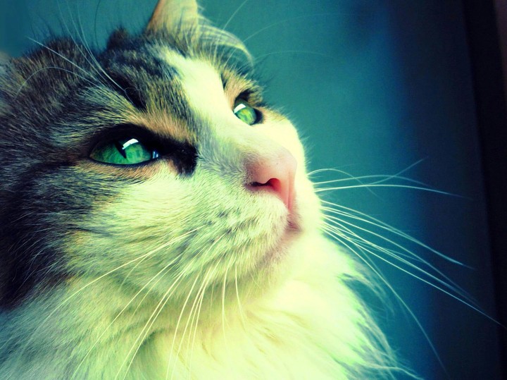 Gato clásico =)