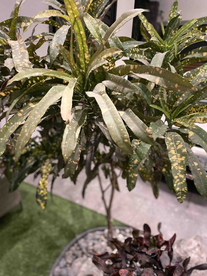 plantas