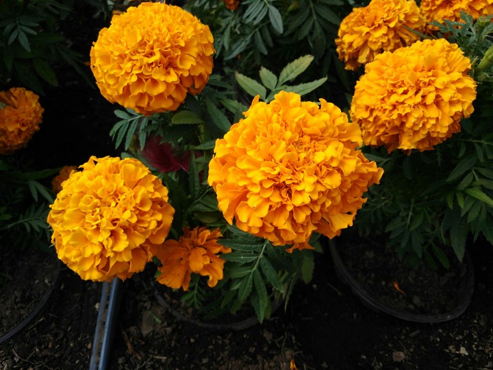 Flor de Cempasúchil