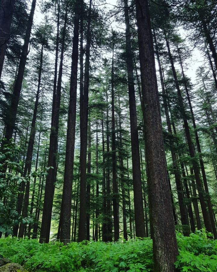 @ manali india