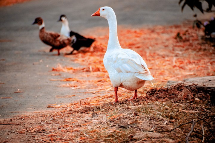 donald duck