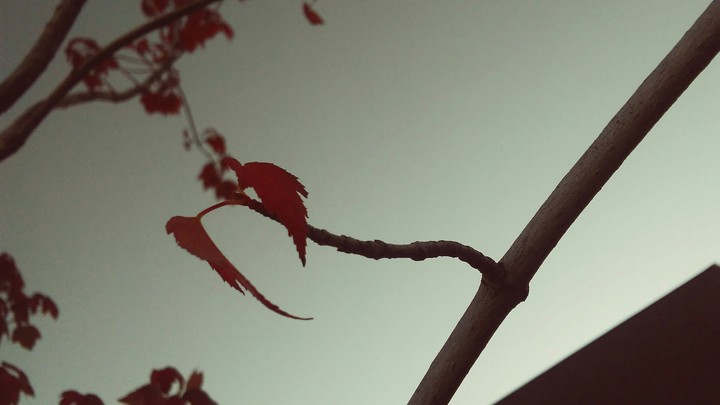 leaf