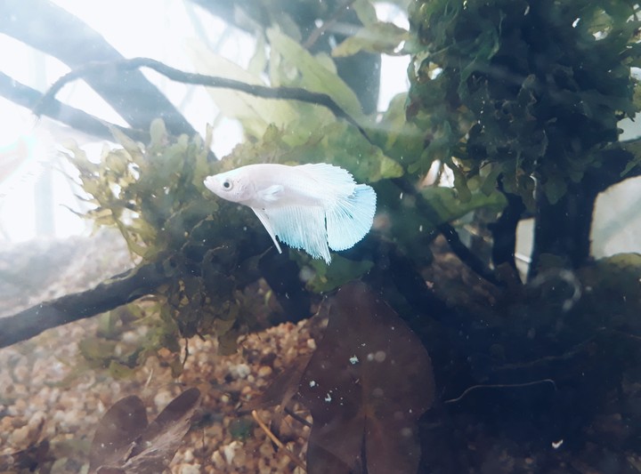betta