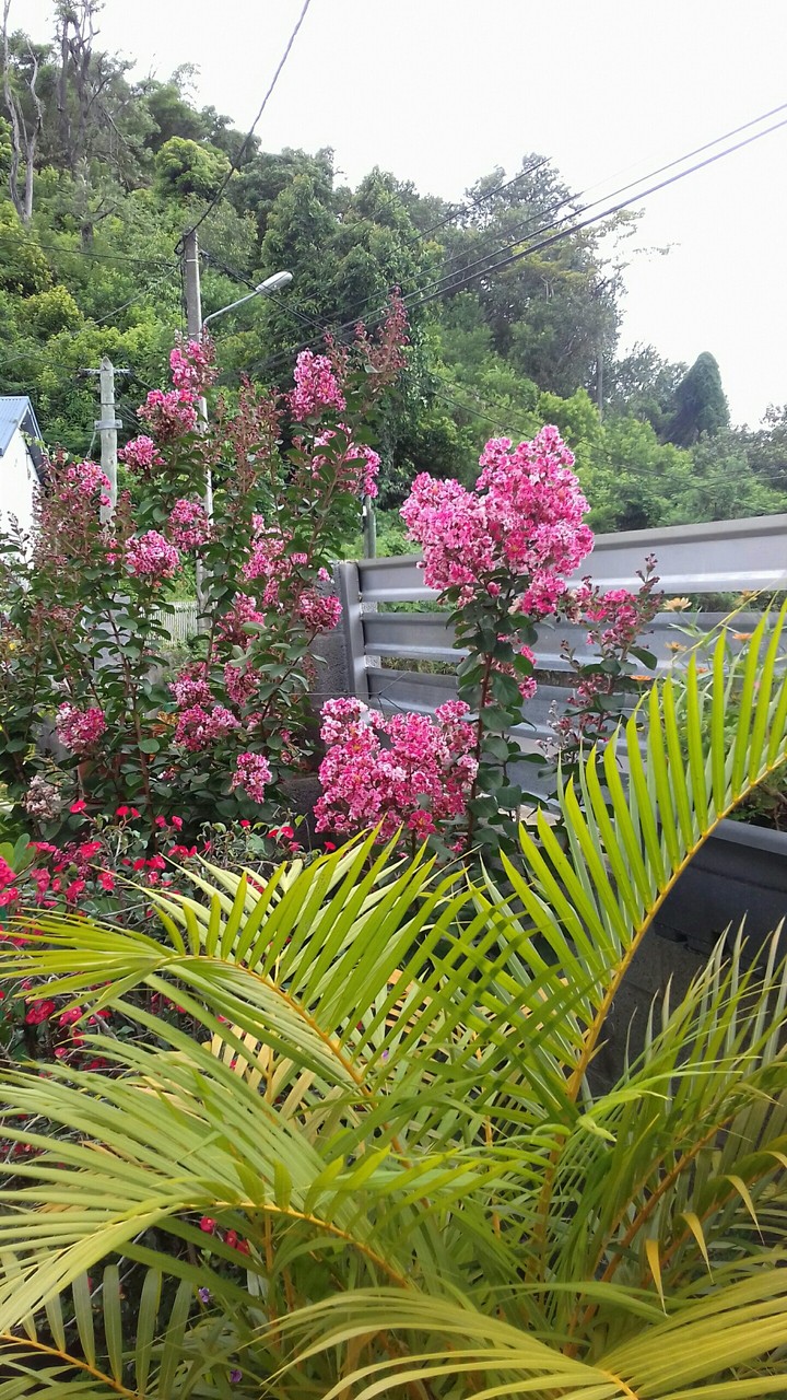 My garden