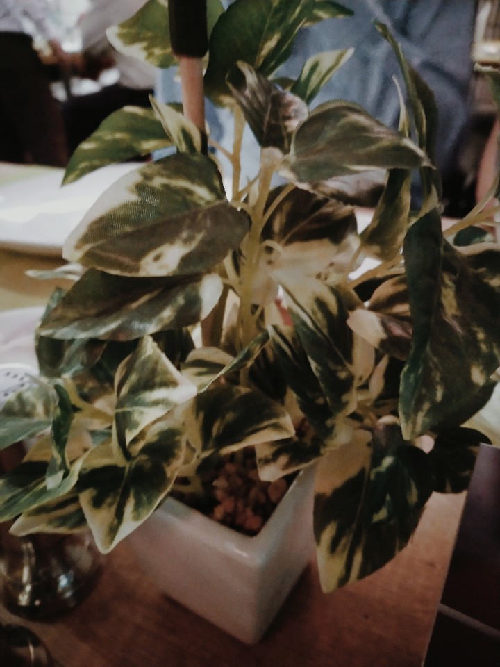 leaves