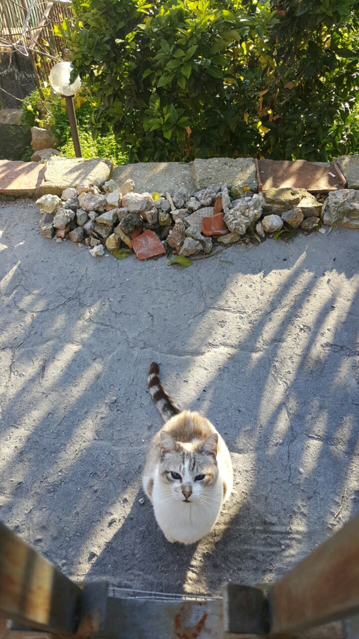 소렌토의 고양이