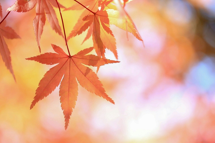 autumn