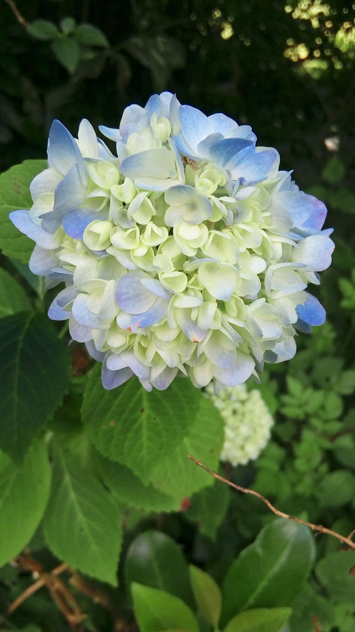 flower