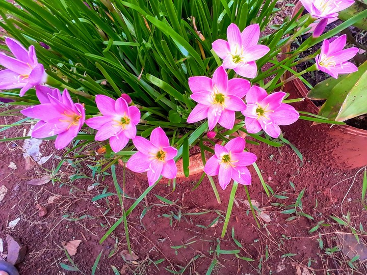 flower