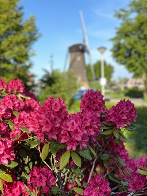 molen