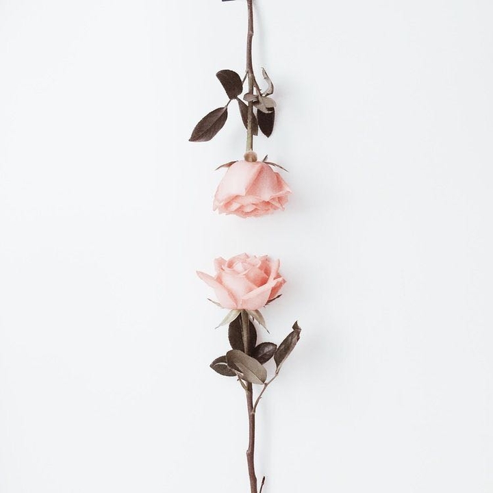 Roses.