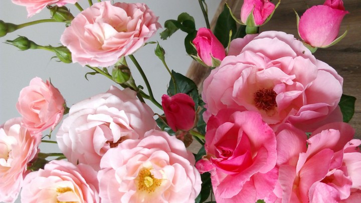 #roses
