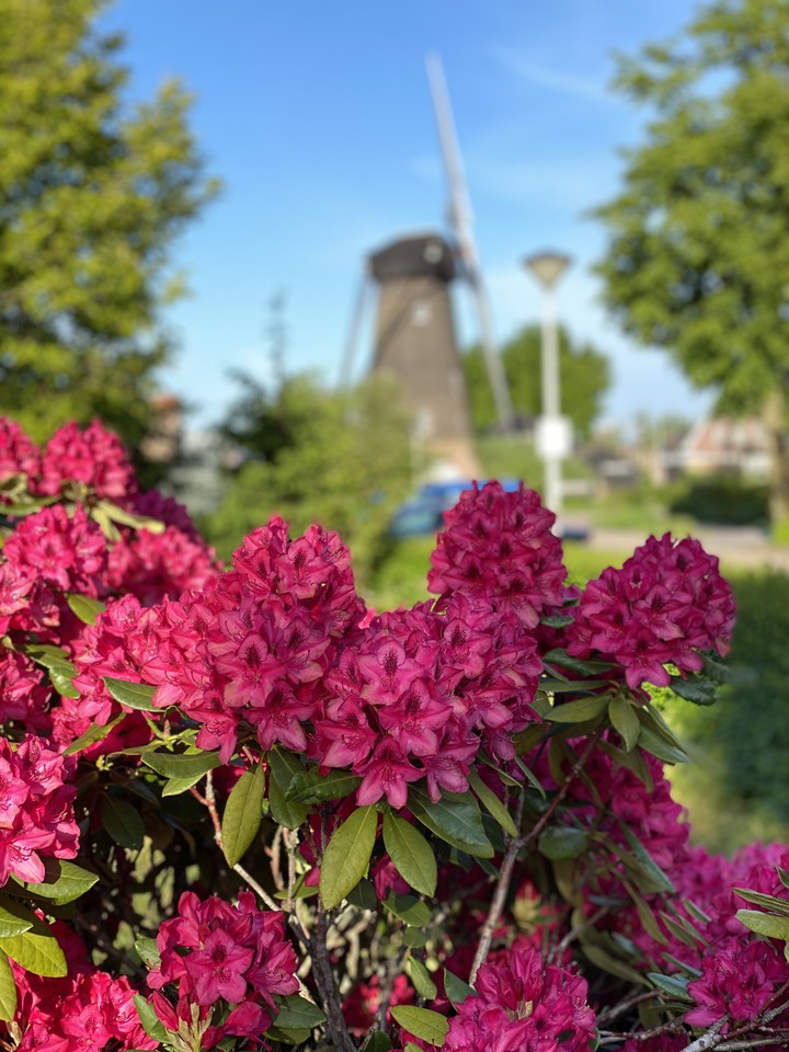 molen