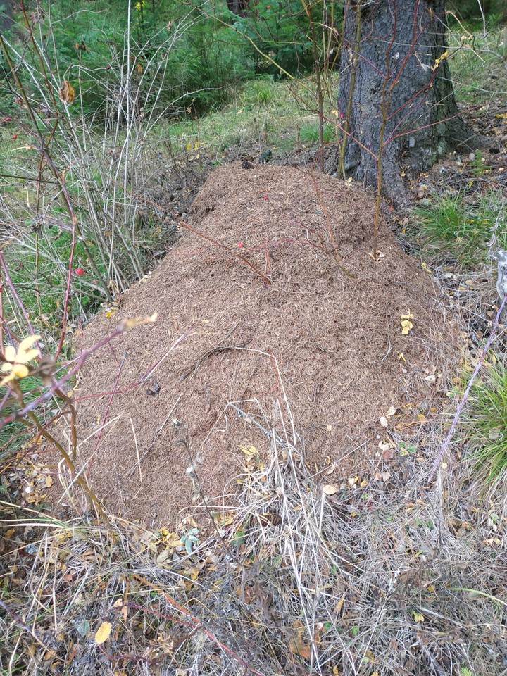 anthill