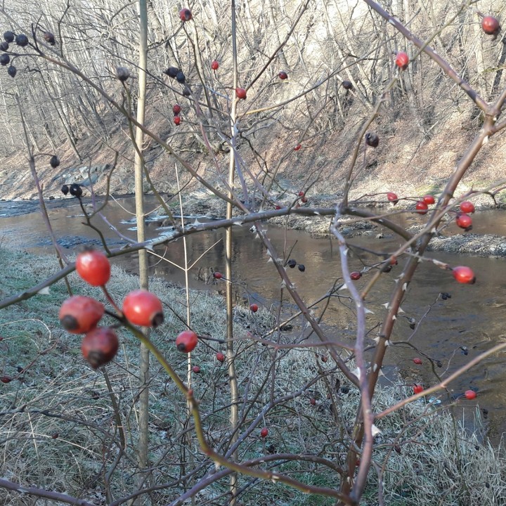 Rosehip. River Lubina in Czech Republic