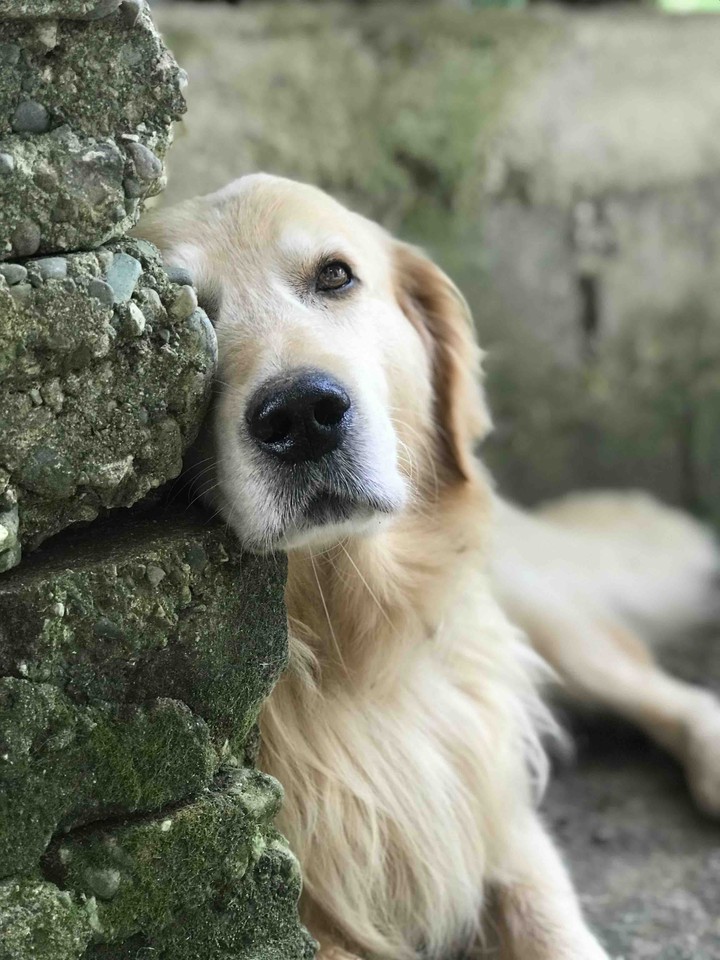 GoldenRetriever