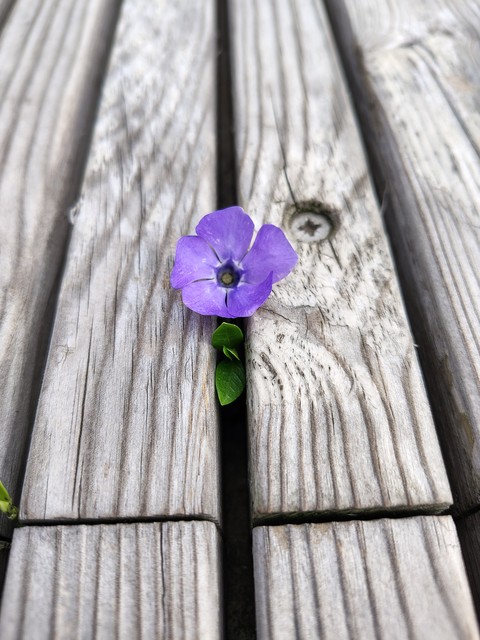 violet, purple wallpapers