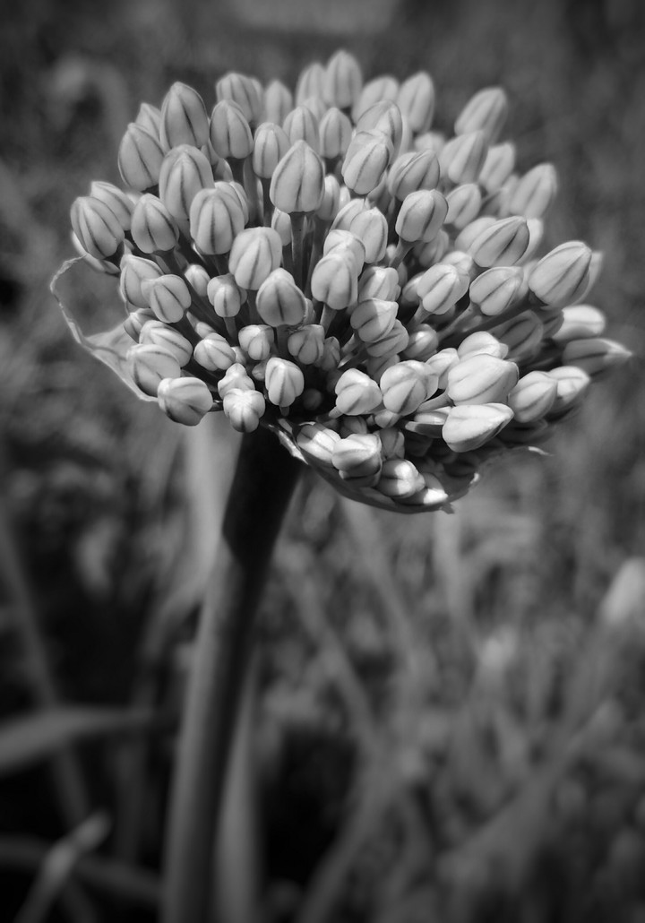 wild flower