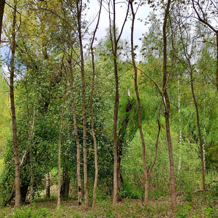 forest