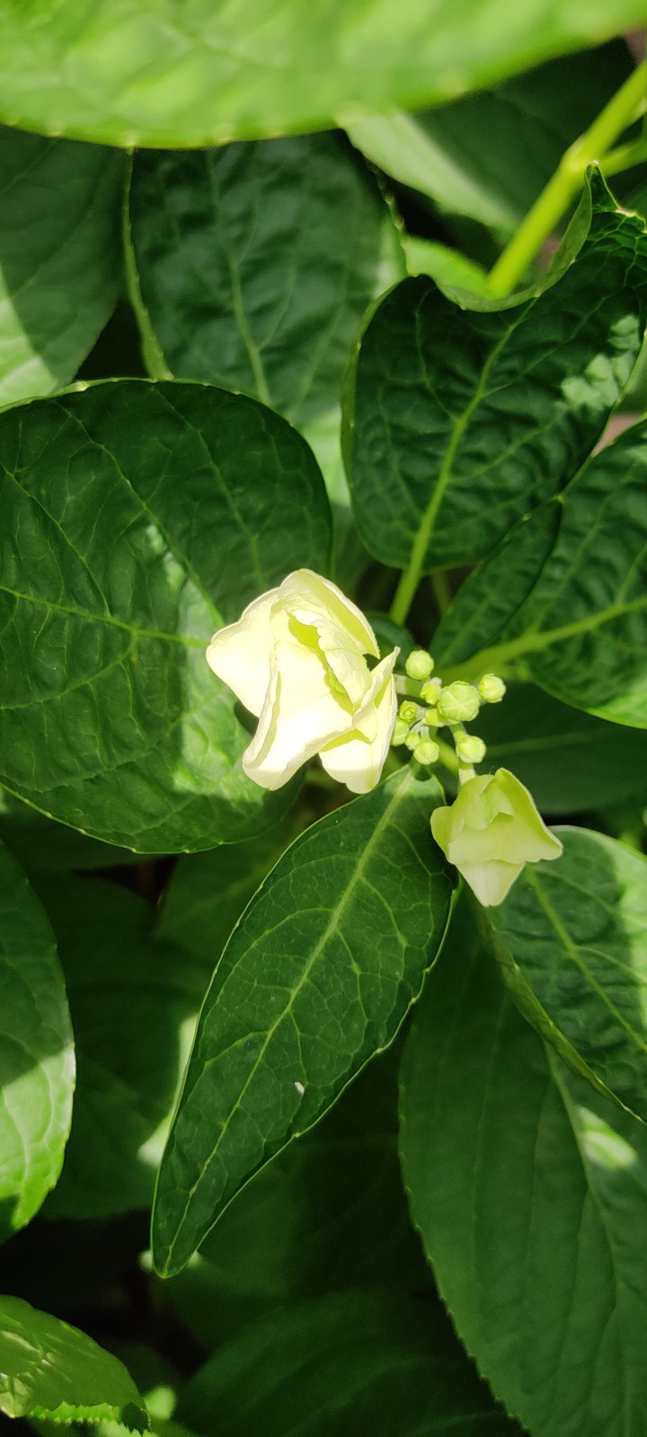white flower background