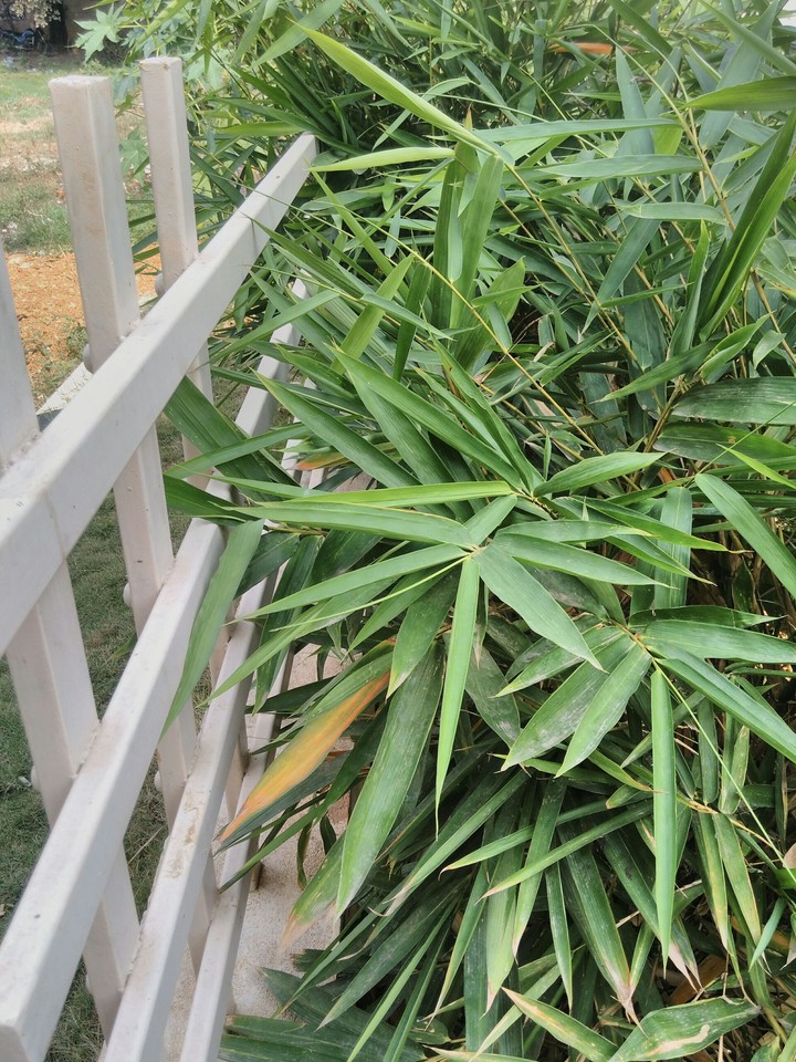 bamboo leaves