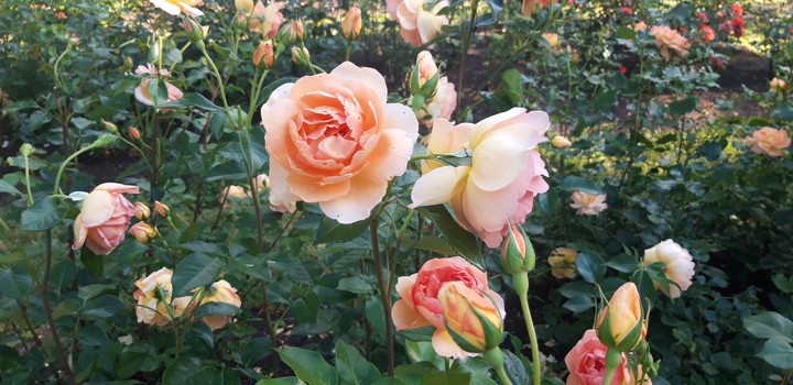 Rose