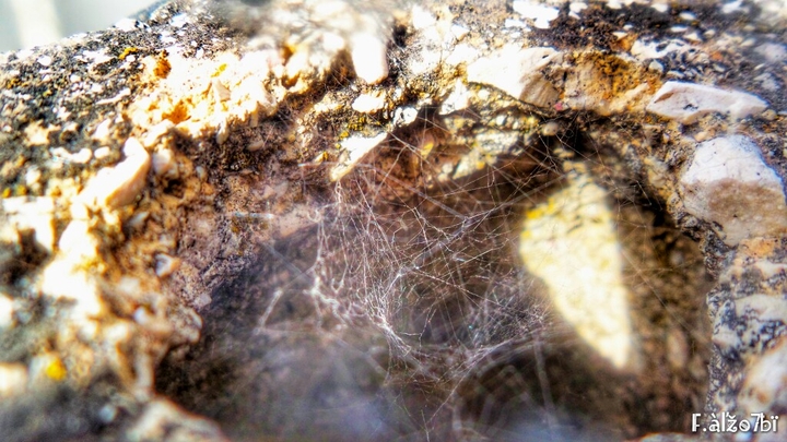 Spider Web