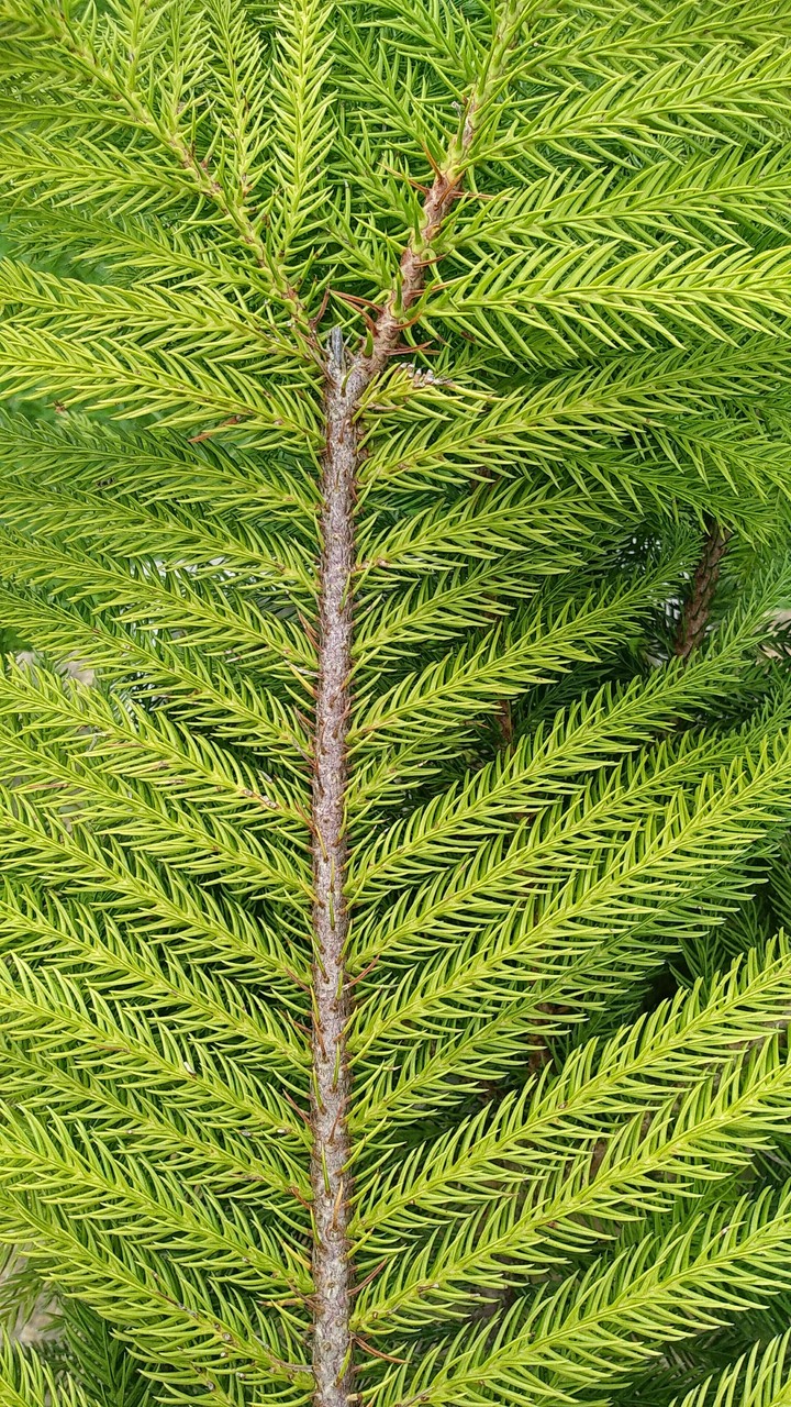 greenery