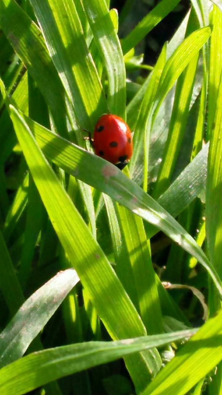 Ladybug
