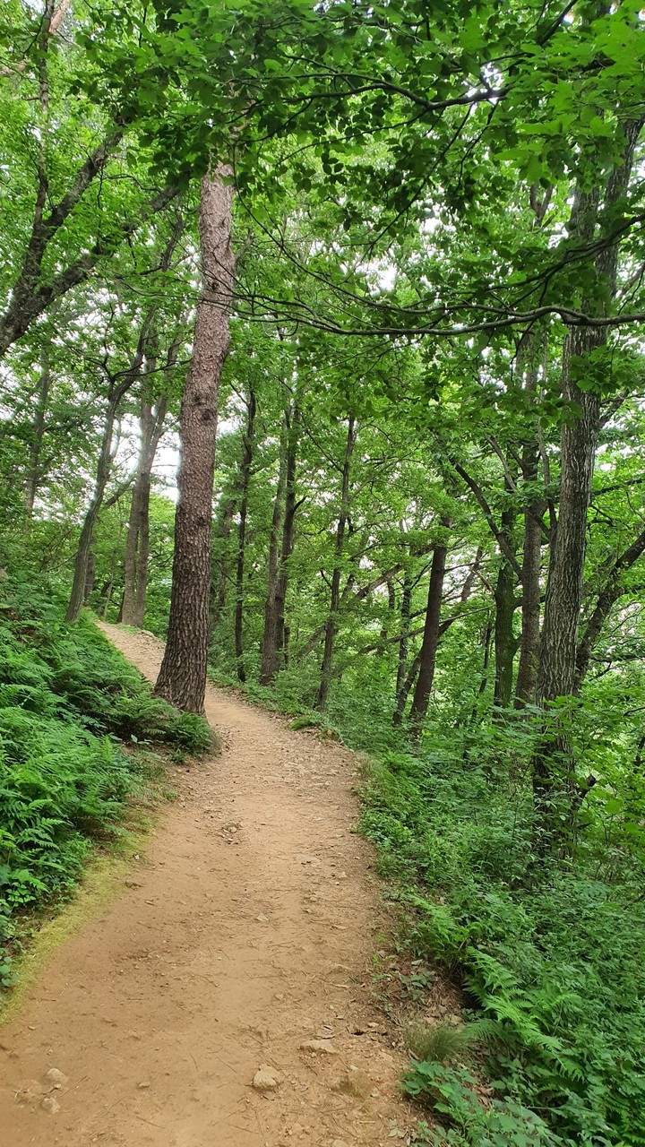 숲속길(road in the woods)