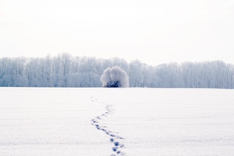 Traces