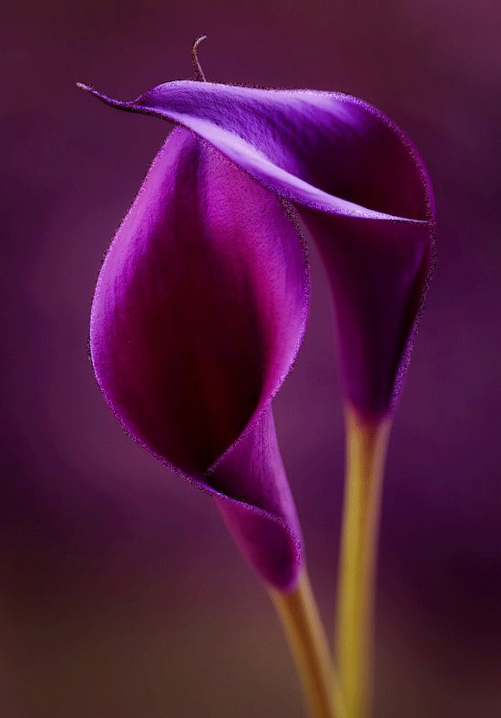 Violet flowers