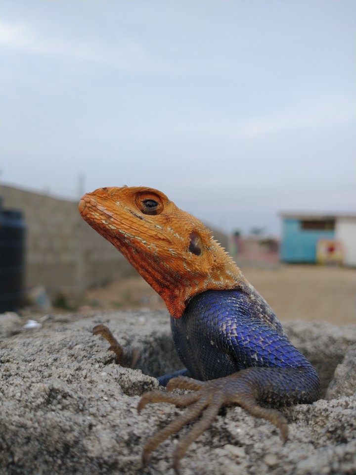 Majestic Agama