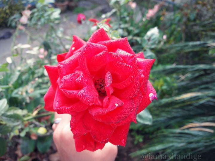 red rose 