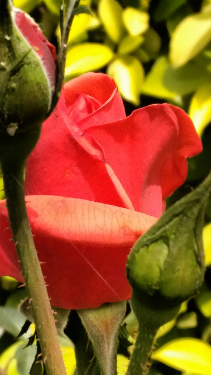 Rose love