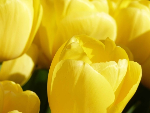 tulip