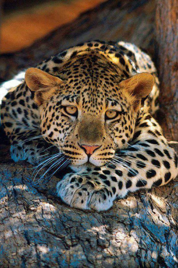 tigre