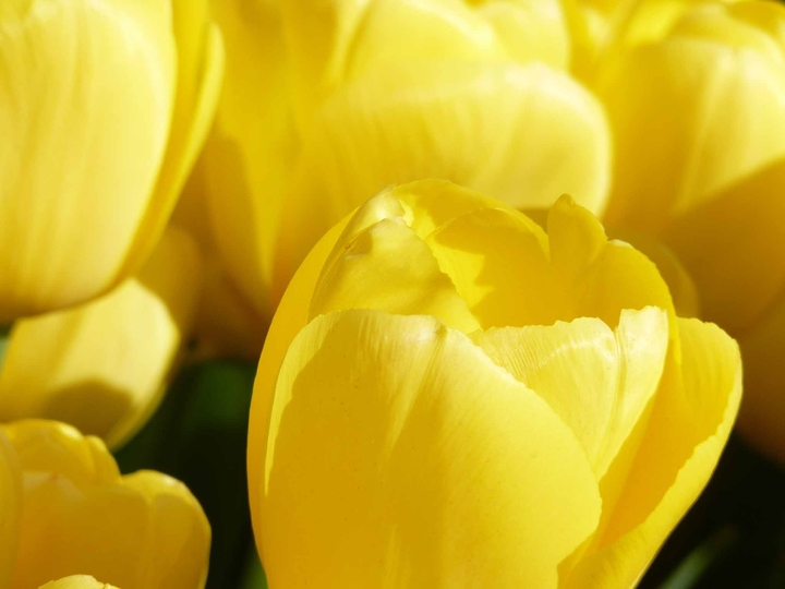 tulip