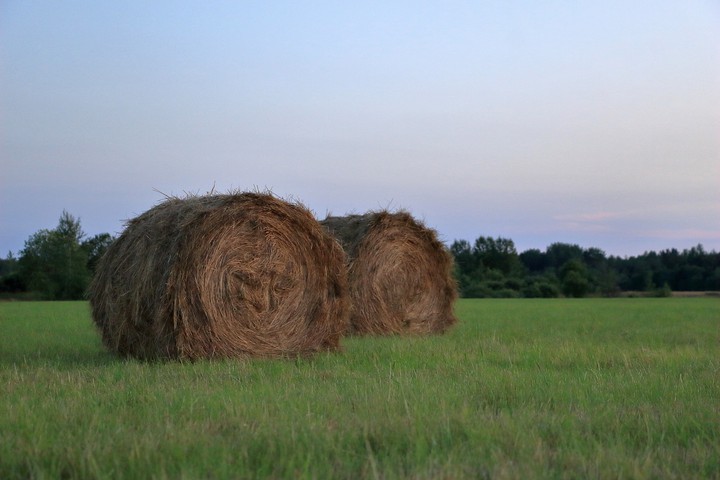 hay