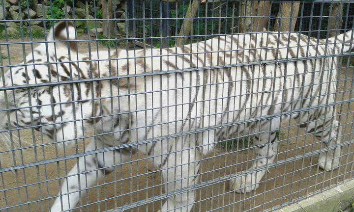 white tiger