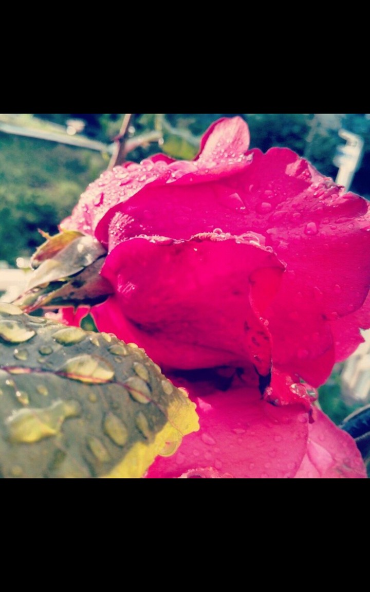 rose
