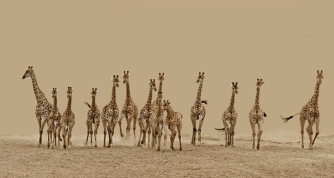 The giraffes are running