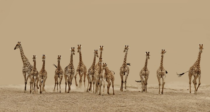 The giraffes are running