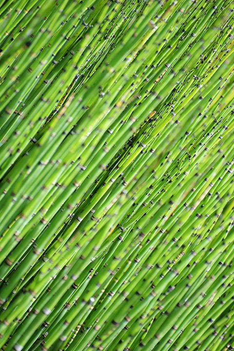 gnetophytes, Bamboo duvar kağıtları