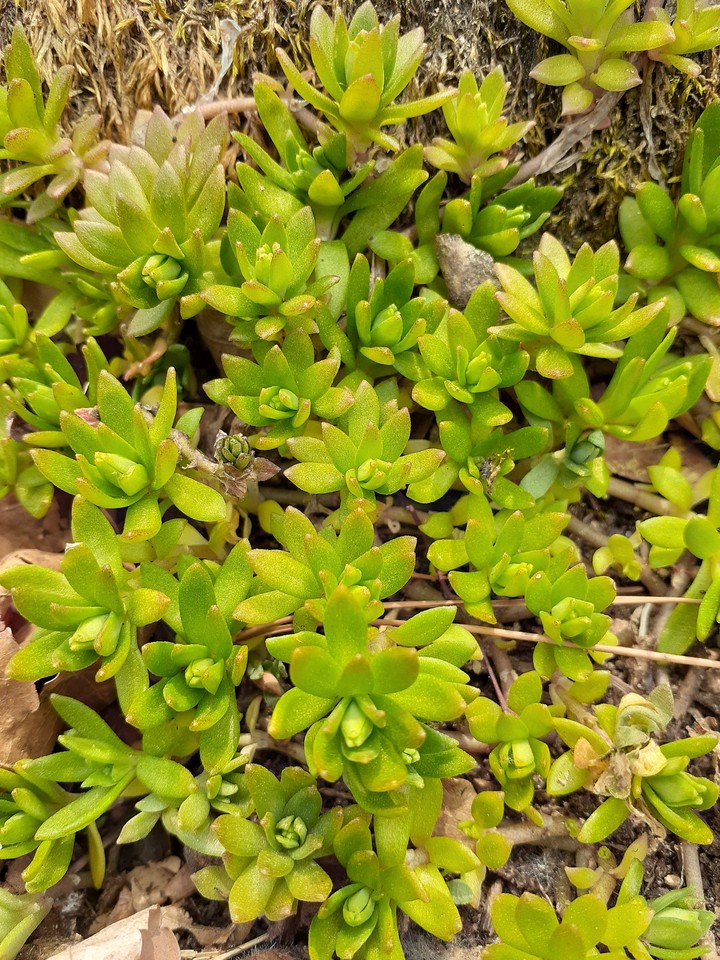 plants